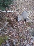 8pt Buck.jpg 8pt Buck.jpg